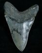 Beautiful Lower Megalodon Tooth - Dagger #5815-2